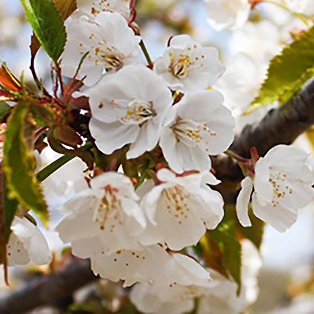 Aroma De Primavera En Casas Rurales Acebuche Касас-дель-Монте Экстерьер фото