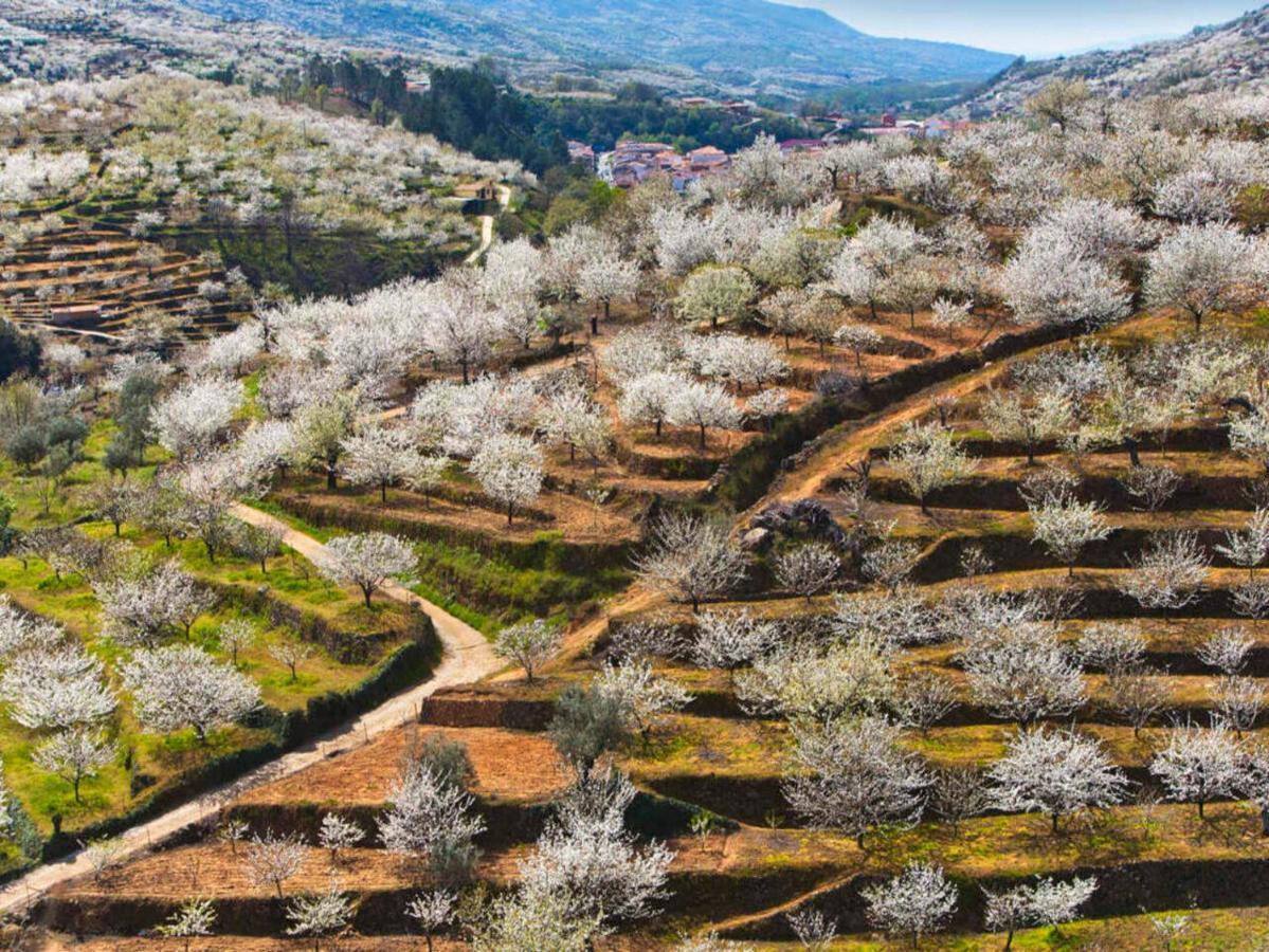 Aroma De Primavera En Casas Rurales Acebuche Касас-дель-Монте Экстерьер фото